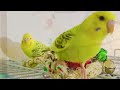 Happy budgie sounds, Birds for cats to watch, parakeets chirping, Cat TV #budgies #parakeet #parrot