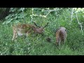 Fallow Deer in Phoenix Park, Dublin, Ireland