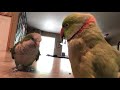 My First Day Home With Lefty And Touché | Quaker And Indian Ringneck Parrots