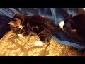 Bad Cat Video #2