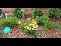 7 Hardy Perennials for Flower Gardens