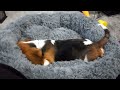 When you're a puppy and you have to test your new bed!