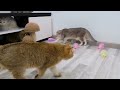 Funniest Animals 2023 😍 New Funny Cats and Dogs 😺🐶 Part 5