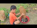fish trap, boy khai bamboo basket trap setting skills, harvesting snakehead fish and perch for sale