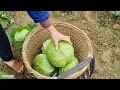 Fullvideo:Iwent to the field to get cabbage to sell at the market I met a young man who came to help