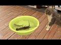 Cat VS  Lobster Showdown ! Hilarious Cat Videos You Can't Miss