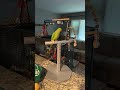 How To Train Your Indian Ringneck Parrot To Fly To You!