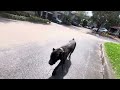 WALKING ONE OF THE WORLDS MOST POWERFUL DOG BREED POV… 💪