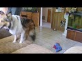 Maggie and Lacy,  Sheltie, Mini-Aussie, Dogs playing