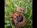 Bar winged prinia Birds dare babies to eat crickets bigger than their mouths#bird #baby