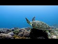 Ocean 4K - Sea Animals for Relaxation, Beautiful Coral Reef Fish in Aquarium, 4K Video Ultra HD #113