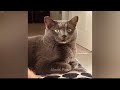 Pet Pranks: Funny Moments That Will Make You Laugh 😹 Funny Cats Moments 🐱😂