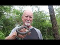 How to ID a Black Racer vs Black Rat Snake. What is the difference?