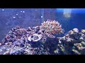 40 gallon breeder - Soft coral tank