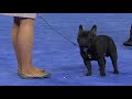 French Bulldog, 2018 National Dog Show, Non Sporting Group   NBC Sports