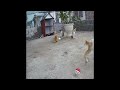 🤣😻 New Funny Cats and Dogs Videos 🙀😘 Best Funny Animals 2024 #17