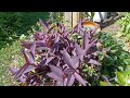 Petunias blooming, Growth in the vegetable garden. Cleaned up the cottage garden. Blueberries