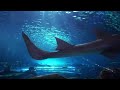 The Best 4K Aquarium for Relaxation 🐠 Relaxing Oceanscapes - Sleep Meditation 4K UHD Screensaver