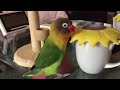 Funny Parrots Going Crazy - Cutest Parrots Compilation 2020 #2