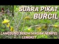 Suara Pikat Burcil Ribut ll Suara Pikat Burung Kecil Ampuh