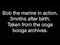 The Tragedy of Bob the marine