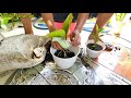 REPOTTING AGLONEMA & BEGONIA !! #hobbytanaman #tanamanhias #anekatanaman