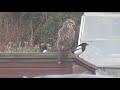 Buzzard Vs Magpies #short