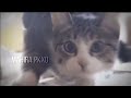 Hard cat edit #cat #viral #edit #sillycats