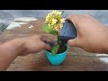 How to grow and care ixora plant | Simple Method
