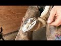 Balanced Hoof Trimming & Shoeing- Farrier Day in the Life- Everyday Horseshoeing