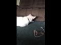 Cat couch monster plays with dog