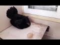 Chicken reacts to a fake egg