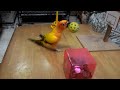 Best Sun Conure Tricks On YouTube