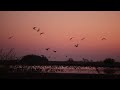 1000s of Sandhill Cranes fly in to roost