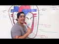 Cardiovascular | Structures and Layers of the Heart