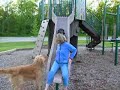 Dog Slide 2