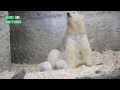 Eisbärenzwillinge erkunden das Freigelände @ Tierpark Hellabrunn (polarbears munich)