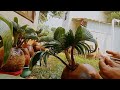 PERAWATAN BONSAI KELAPA ORIGINAL 💯% AMAN