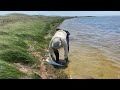 31 in redfish , cape Hatteras pond