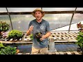 How to Propagate Hydrangeas |Simple Way to Get Cuttings to Root Faster|