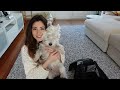 How To Fly With Your Dog In The Cabin In 2024 | Our experience bringing our Westie puppy on a plane