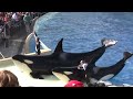 KILLER WHALE THROWS TRAINER IN AIR AT SEA WORLD, SAN DIEGO CALIFORNIA 2009