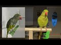 Parrot Molting Season | Tips For Success!