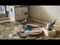 12 Minute Budgies Sounds, Budgies Feeding Time Relax ASMR HD 1080P 60FPS