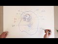 Chapter 6 Cells Drawing an animal cell review