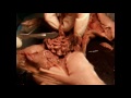 Fetal Pig Dissection Part 3- Digestive System