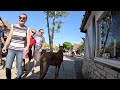 Cash 2.0 Great Dane at the Danish Village in Solvang 20