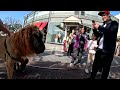 Cash 2.0 Great Dane Lion King at The Grove and Farmers Market in Los Angeles 2