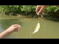 Creek Wading with Roostertail Lure