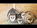 Barn Owl facts: the other kind of owl | Animal Fact Files